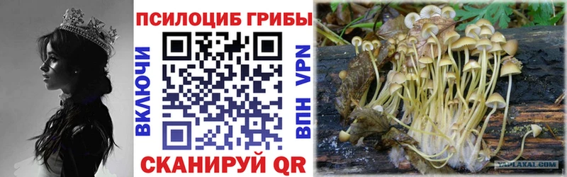 где продают   мега ТОР  Псилоцибиновые грибы ЛСД  Черняховск 